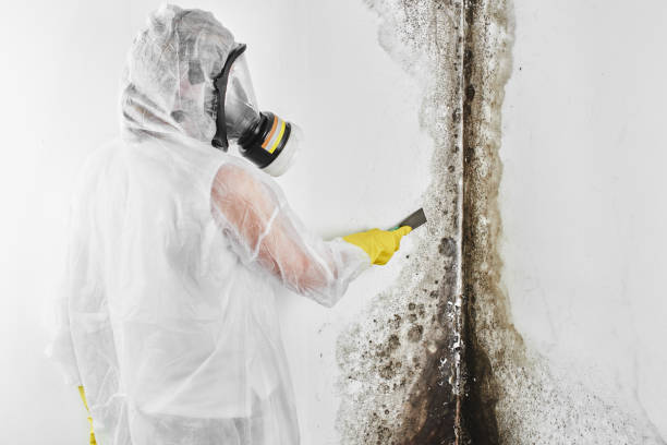 Best Fast Mold Removal  in Lowellville, OH