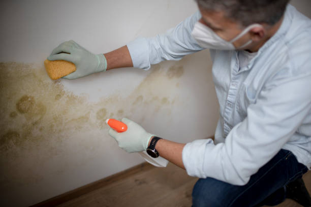 Best Certified Mold Removal  in Lowellville, OH