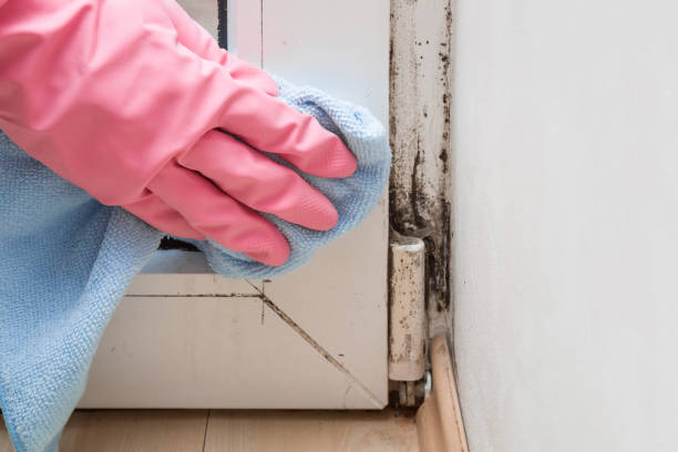 Best Professional Mold Removal  in Lowellville, OH