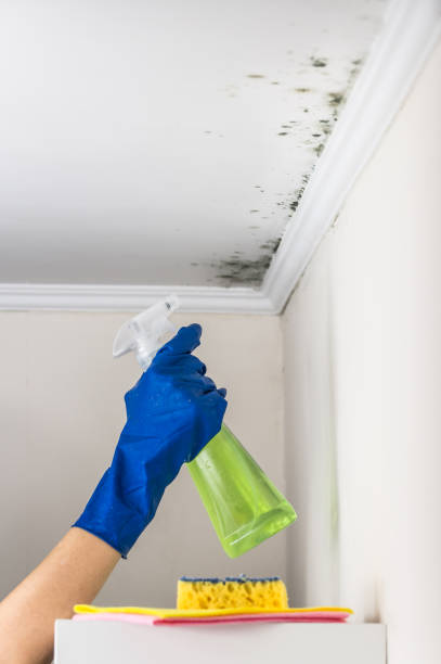 Best Emergency Mold Removal  in Lowellville, OH